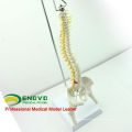 SPINE08 12381 Medizinische Wissenschaft Tabelle Display Flexible Wirbelsäule Skelett Bildung Modell Becken und Beinhälfte